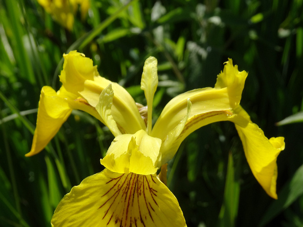 Ирис ложноаировый - Iris pseudacorus