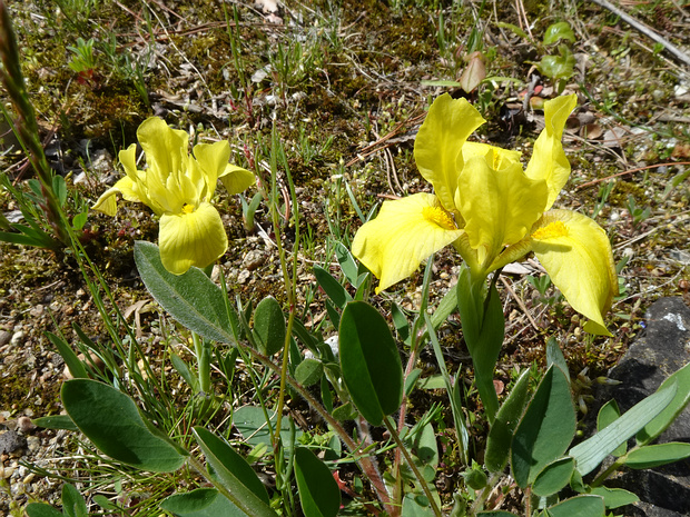 Ирис низкорослый подвид песчаный - Iris humilis subsp. arenaria