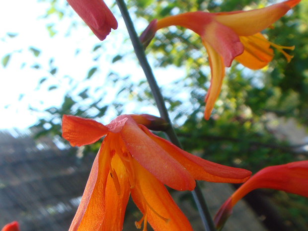 Крокосмия x крокосмиецветная - Crocosmia x crocosmiflora