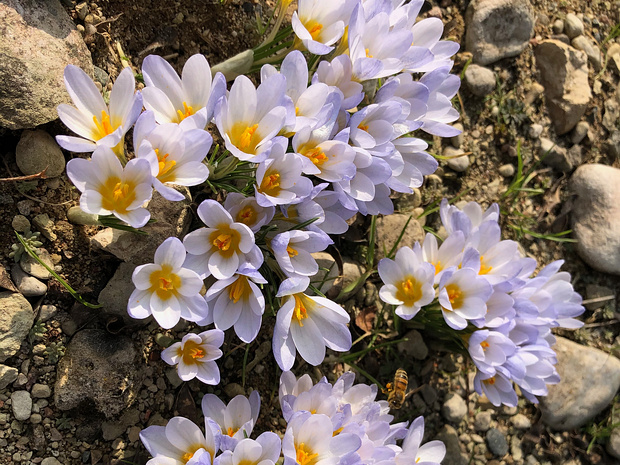 Крокус серебристый подвид. Исаврик - Crocus biflorus subsp. isauricus