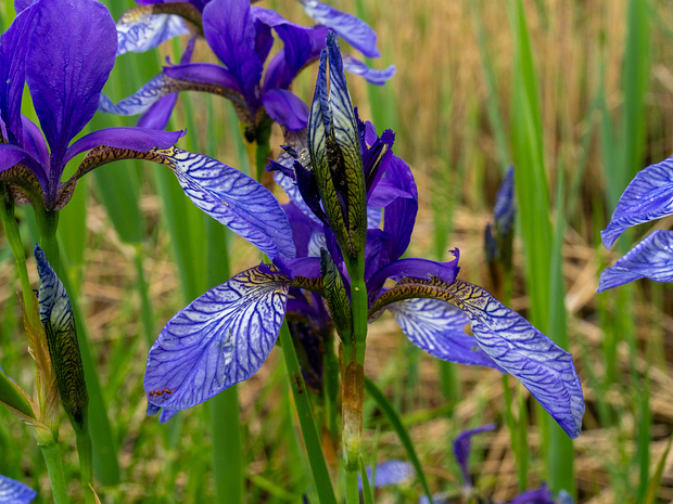 Касатиковые - Iridaceae