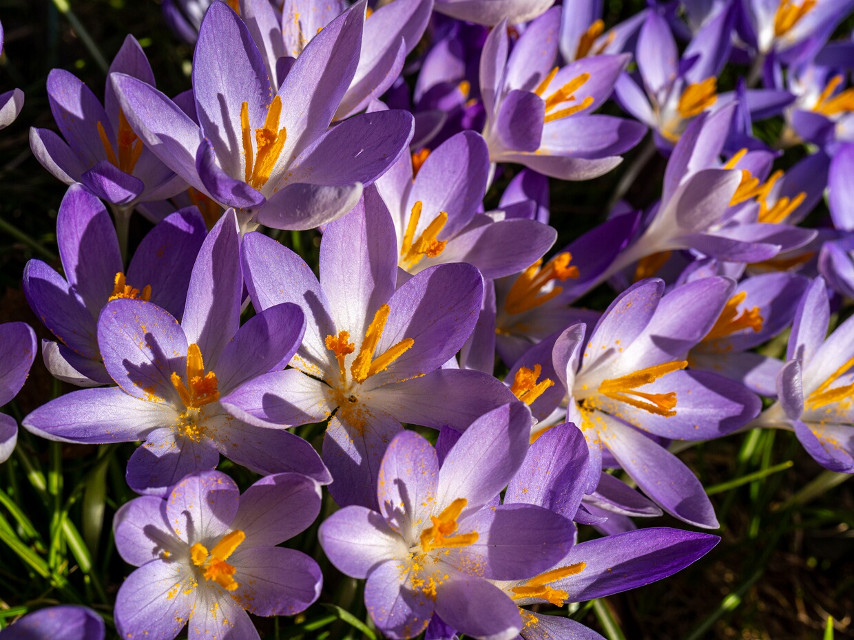 Крокус весенний - Crocus vernus