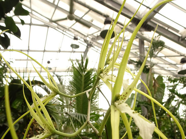 Брассия бородавчатая - Brassia verrucosa