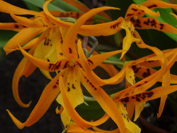 Брассия x Оранжевое Восхищение - Brassia x Orange Delight