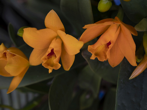 Гуарианте оранжево-красная - Guarianthe aurantiaca