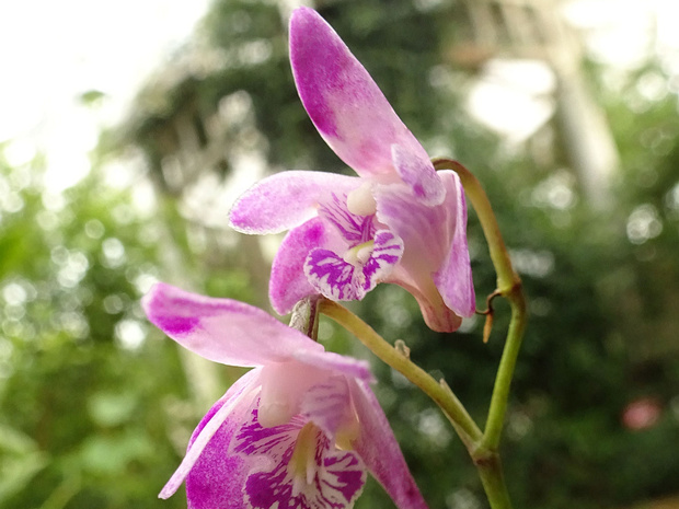 Дендробиум Кинга - Dendrobium kingianum