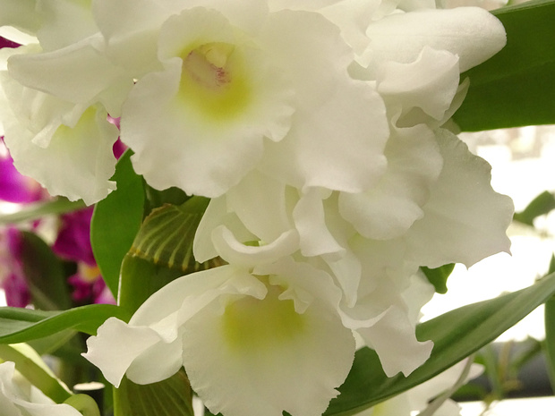 Дендробиум благородный 'Аполлон' - Dendrobium nobile 'Apollon'