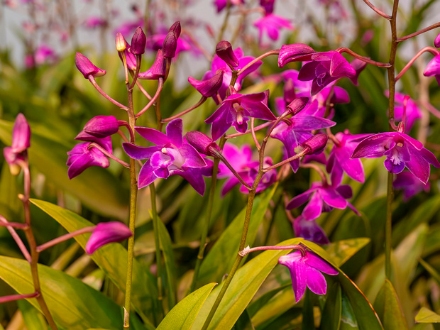 Дендробиум x Берри Ода - Dendrobium x Berry Oda