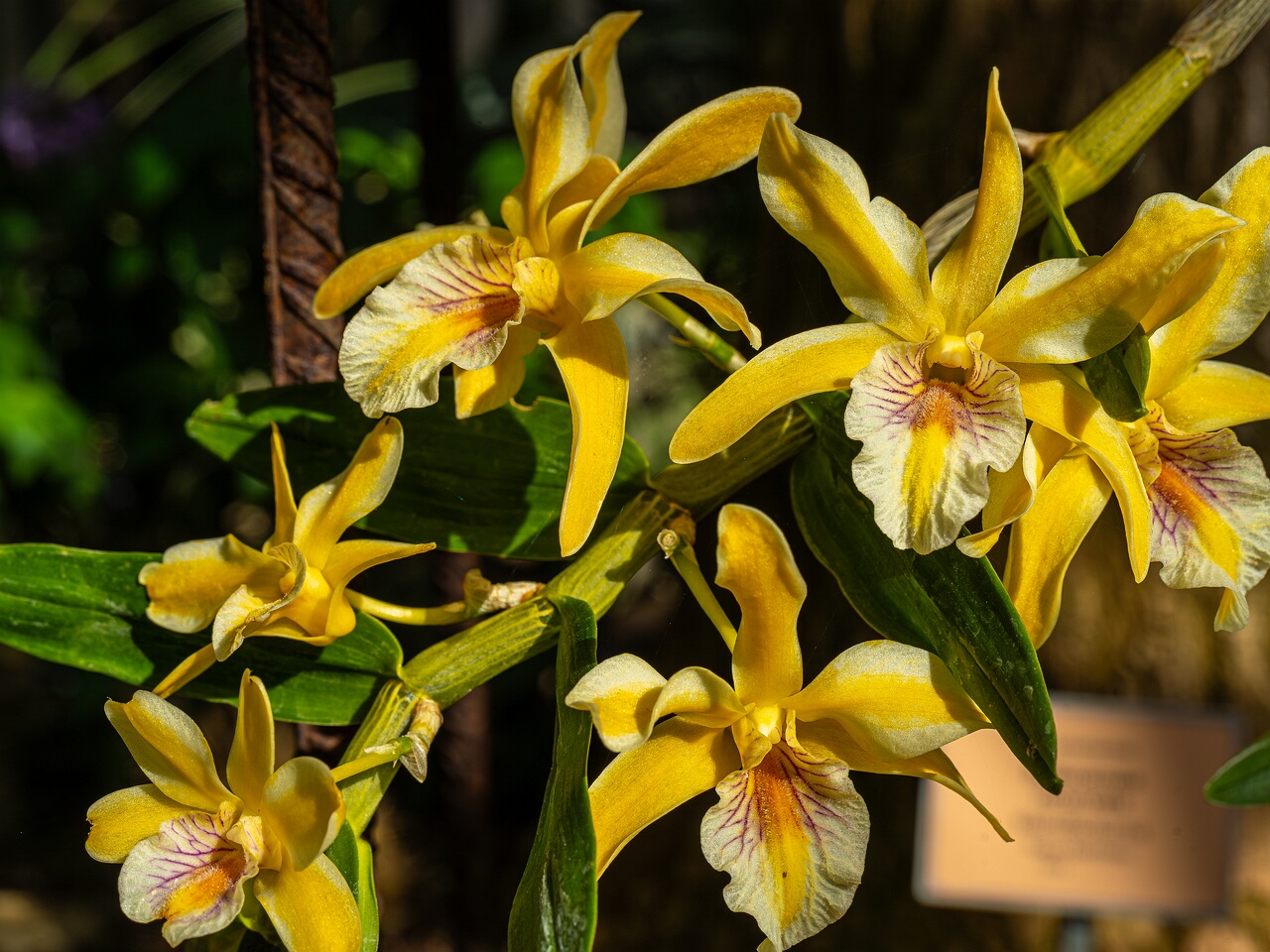 !Dendrobium Stardust _2026-05-08_1-5