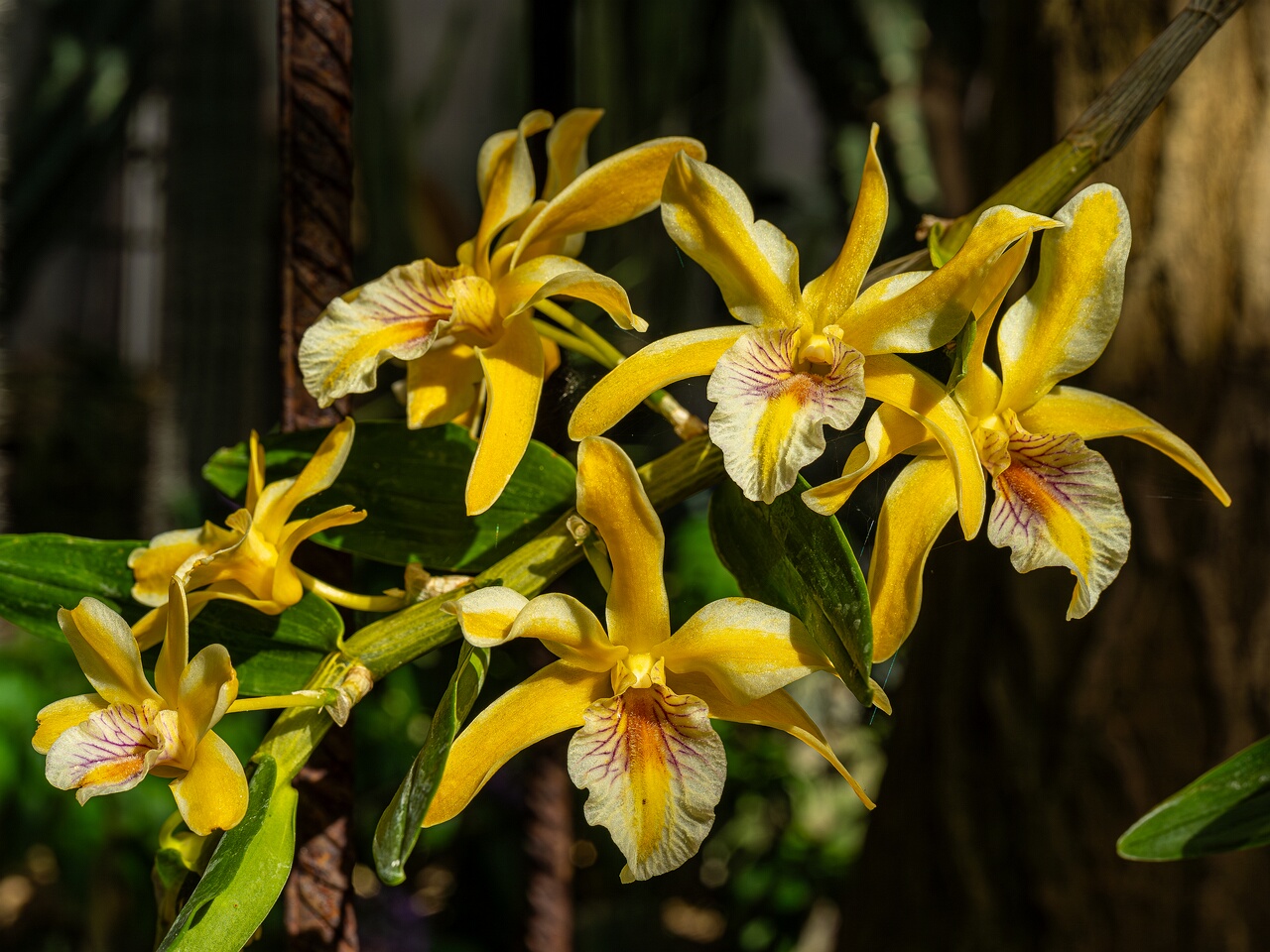 Dendrobium Stardust _2026-05-08_1-2