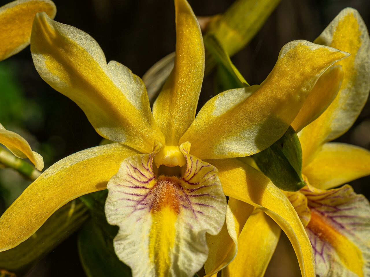 Dendrobium Stardust _2026-05-08_1-3