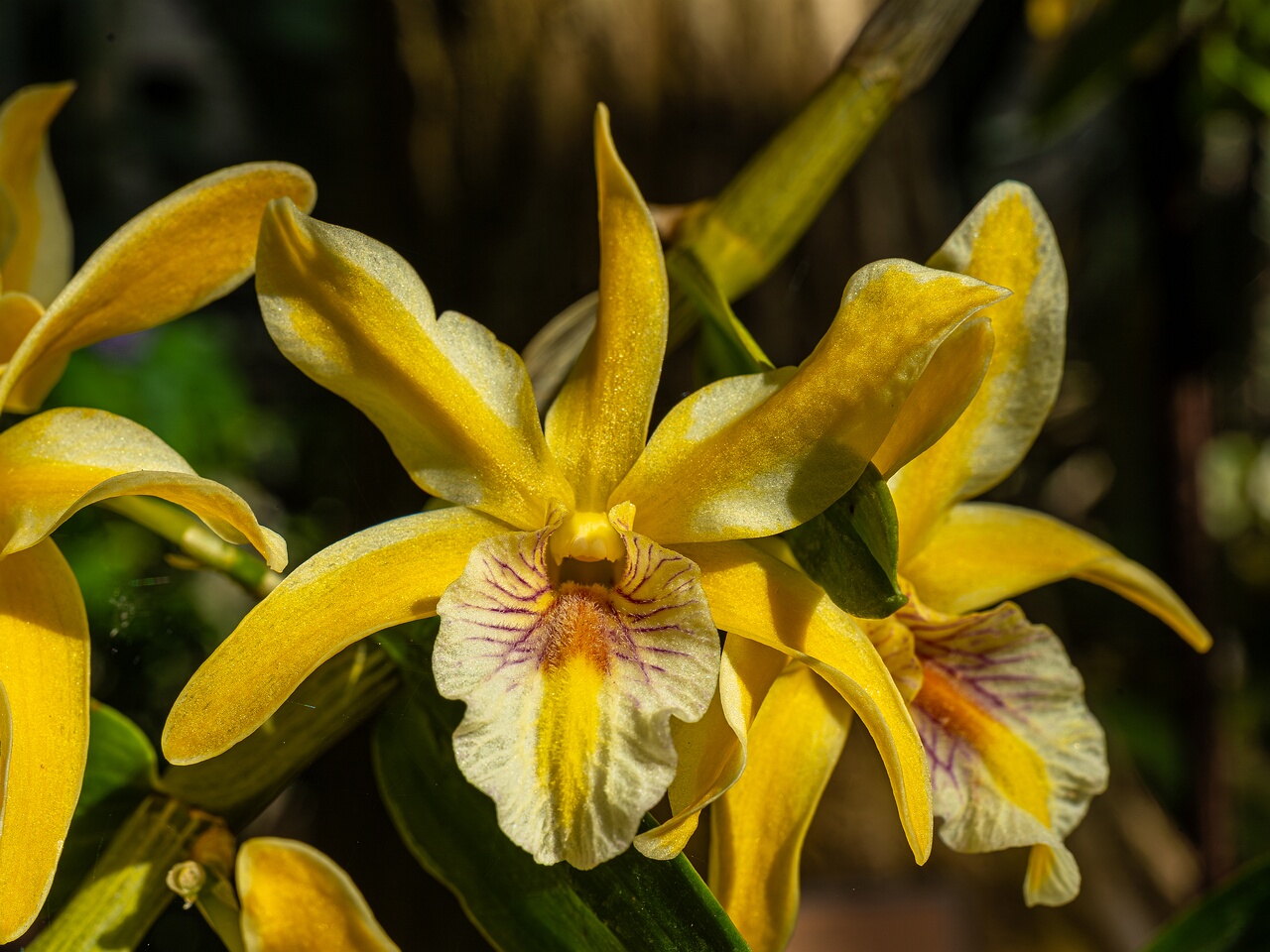 Dendrobium Stardust _2026-05-08_1-4