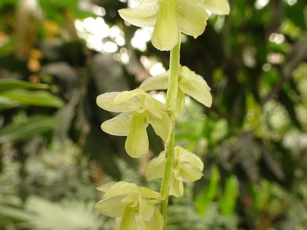 Дендрохилум нитевидный - Dendrochilum filiforme