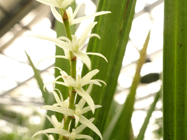 Дендрохилум юкколистный - Dendrochilum yuccifolium