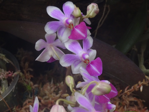 Доритенопсис x Анна-Ларати Сокарди - Doritaenopsis x Anna-Larati Soekardi