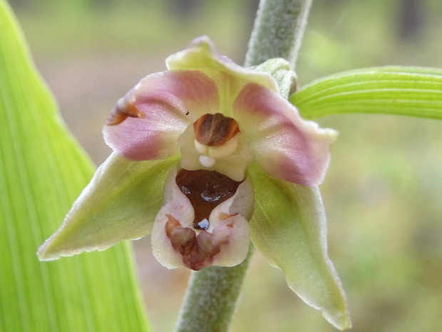 Дремлик зимовниковый - Epipactis helleborine