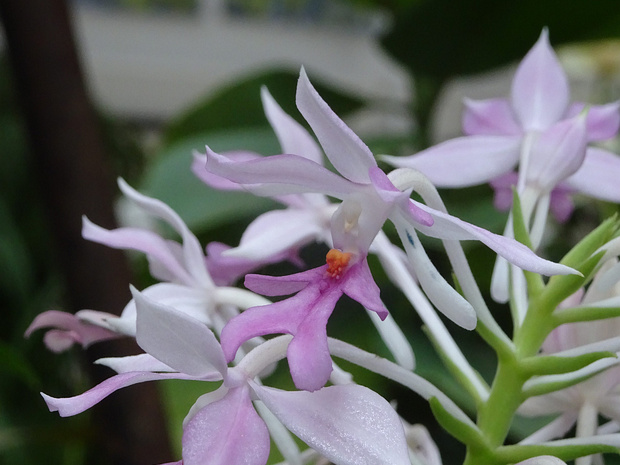 Каланта трёхскладчатая - Calanthe triplicata 'Rose'