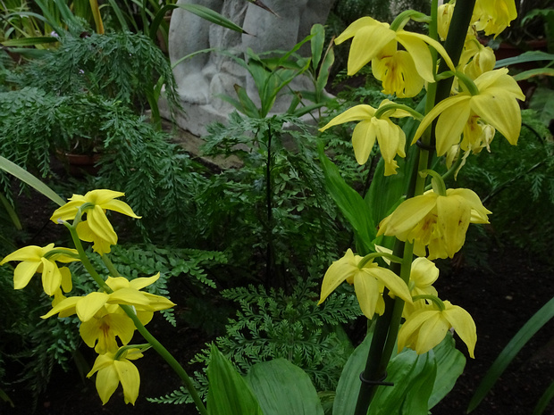 Каланте полосатая - Calanthe striata