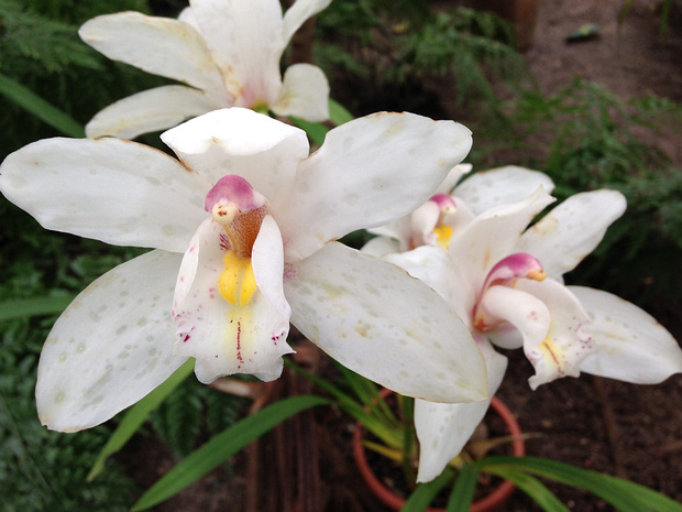 Коелогинэ кристализованное - Coelogyne cristata