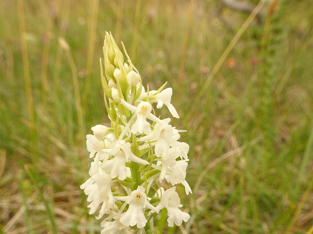 Кокушник длиннорогий белая форма - Gymnadenia conopsea f. alba
