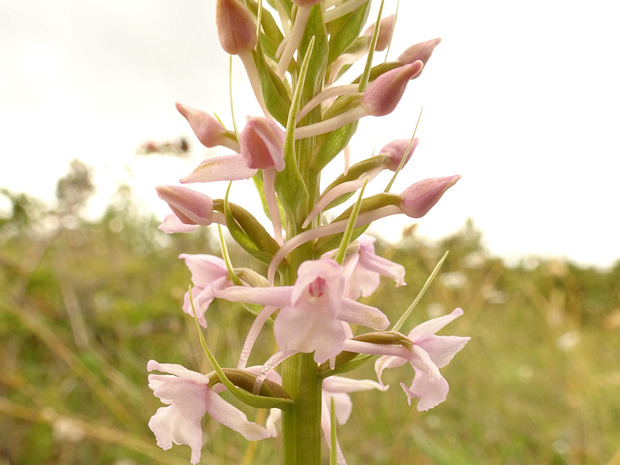 Кокушник длиннорогий розовая форма - Gymnadenia conopsea f. rosea