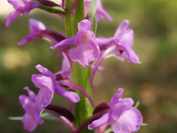 Кокушник длиннорогий - Gymnadenia conopsea