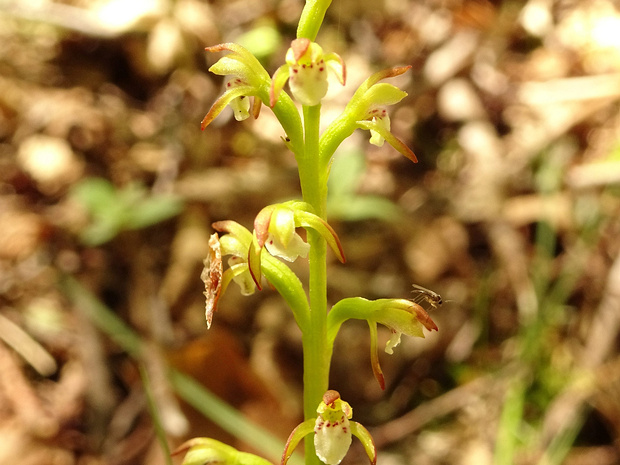 Ладьян трёхнадрезный - Corallorhiza trifida