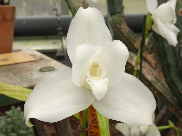 Ликаста Скиннера подразн. белая - Lycaste skinneri subvar. alba