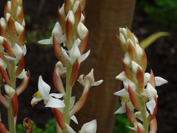 Лудисия бесцветная - Ludisia discolor