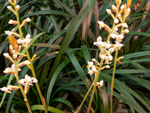 Лудисия двуцветная - Ludisia discolor