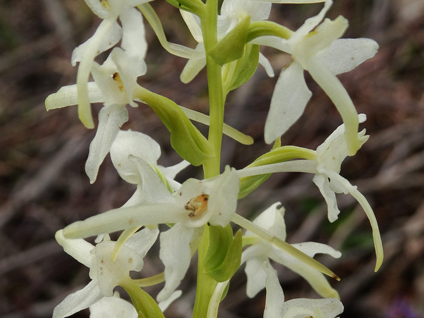 Любка двулистная - Platanthera bifolia