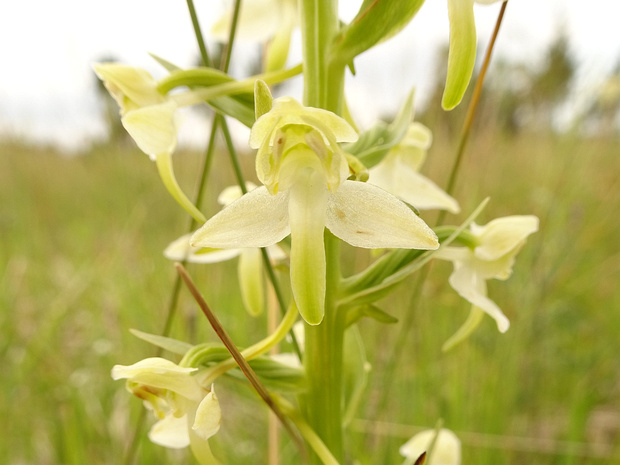 Любка зелёноцветная - Platanthera chlorantha