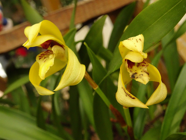 Максиллярия пурпурностолбчатая - Maxillaria porphyrostele