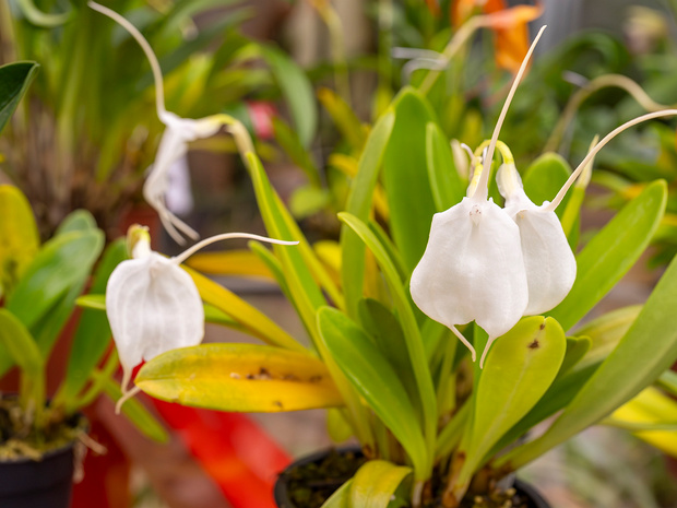 Масдеваллия товарийская - Masdevallia tovarensis