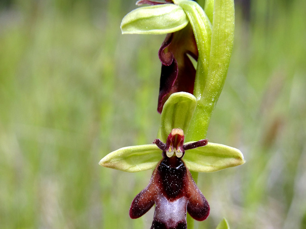 Офрис насекомоносная - Ophrys insectifera