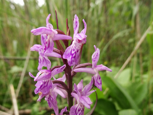 Пальчатокоренник Руссова - Dactylorhiza russowii