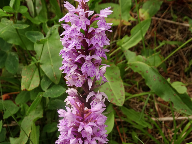 Пальчатокоренник Фукса - Dactylorhiza fuchsii