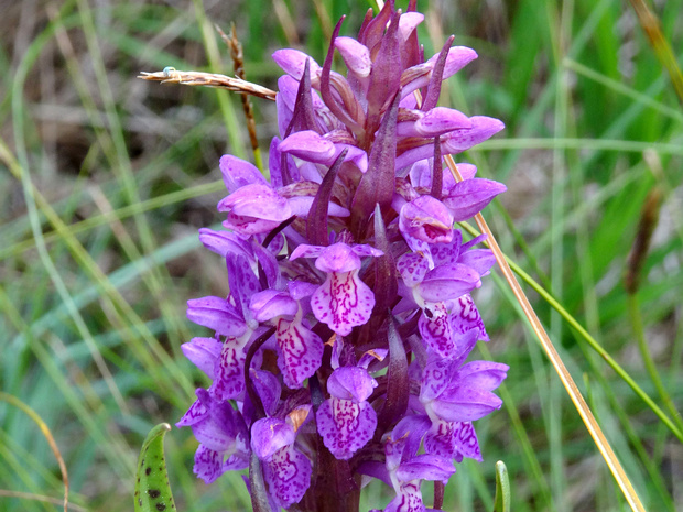 Пальчатокоренник балтийский - Dactylorhiza baltica