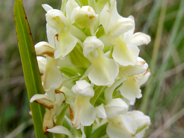 Пальчатокоренник бледно-жёлтый - Dactylorhiza ochroleuca