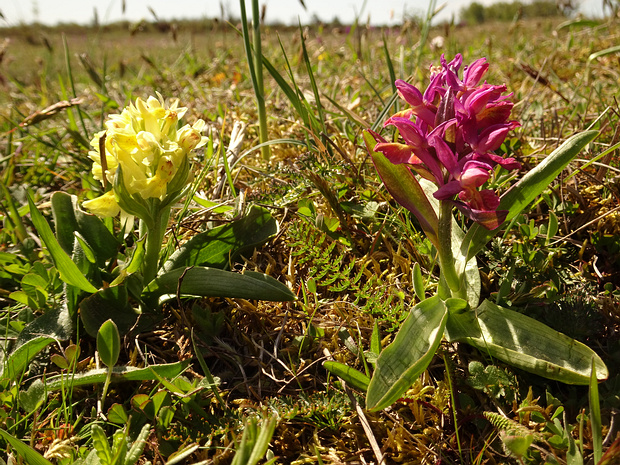Пальчатокоренник бузинный - Dactylorhiza sambucina