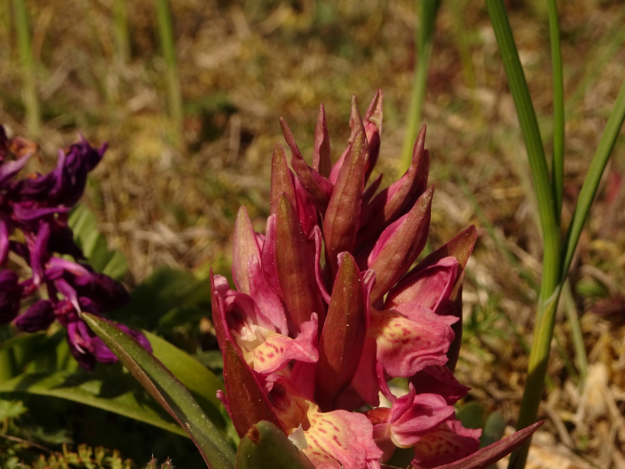 DSC07605