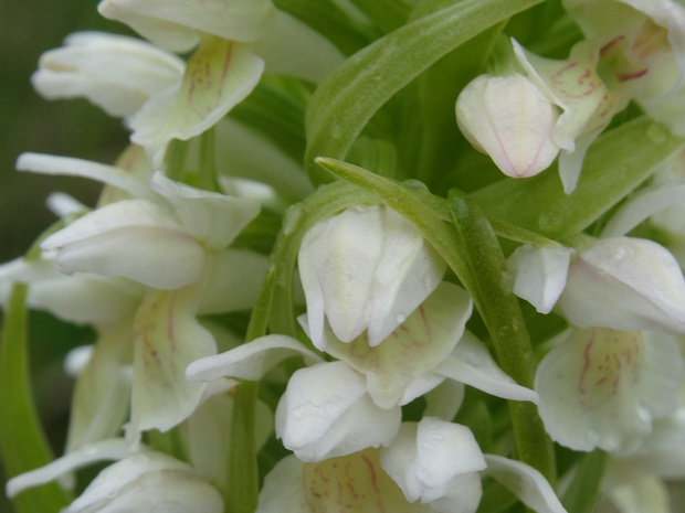 Пальчатокоренник мясо-красный белая форма - Dactylorhiza incarnata f. alba