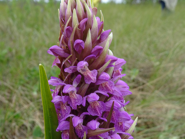 Пальчатокоренник мясо-красный - Dactylorhiza incarnata