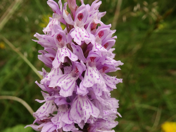 Пальчатокоренник пятнистый, крапчатый - Dactylorhiza maculata