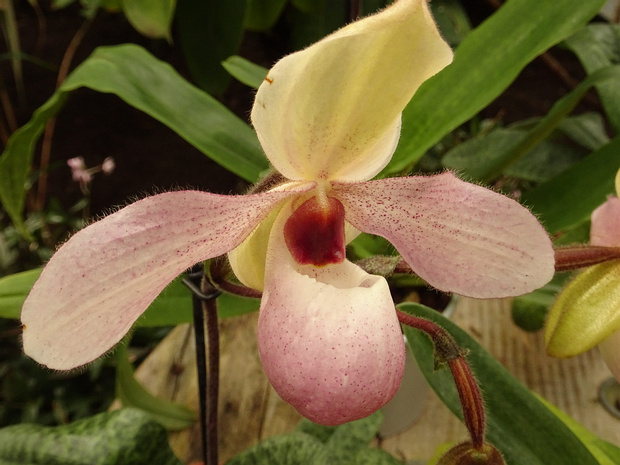 Пафиопедилум Делената - Paphiopedilum delenatii
