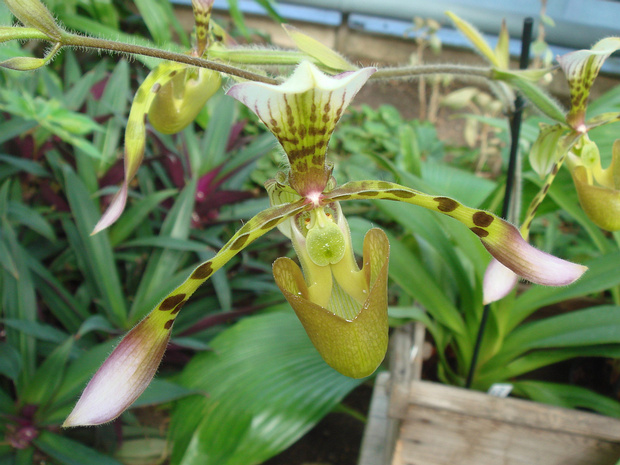 Пафиопедилум Хейналда - Paphiopedilum haynaldianum