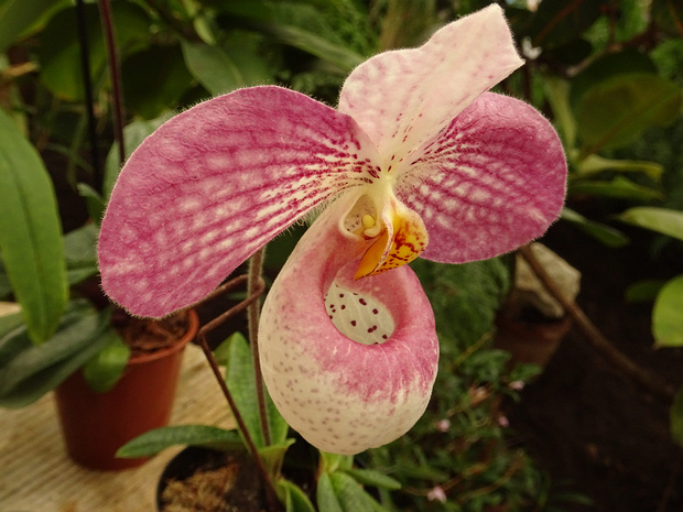 Пафиопедилум x Гланза - Paphiopedilum x glanzii