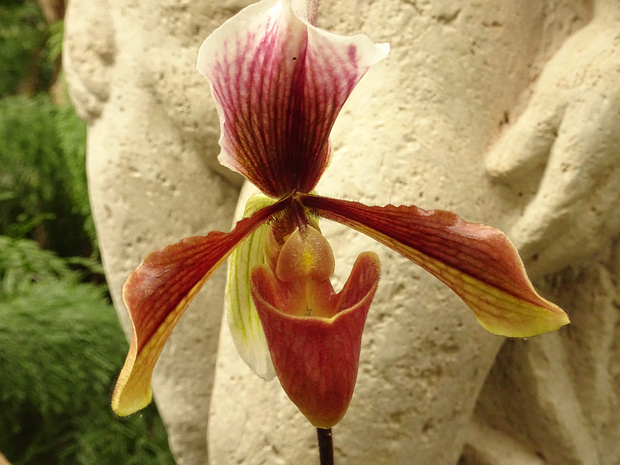 Пафиопедилум x Король Артур - Paphiopedilum x King Arthur