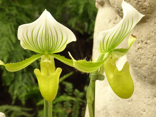 Пафиопедилум x Мауди 'Роковая Дама' - Paphiopedilum x maudiae 'Femma'