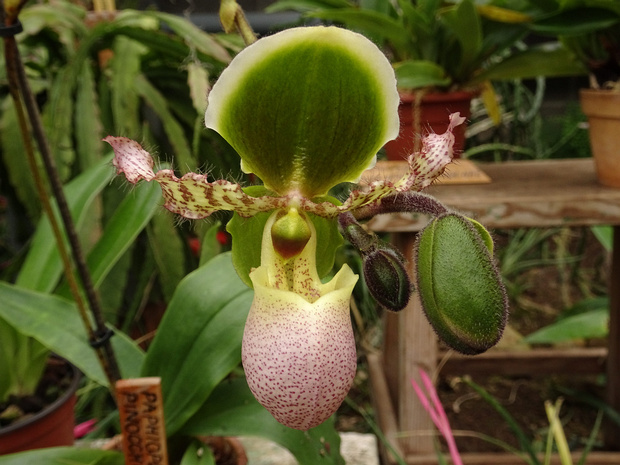 Пафиопедилум x Пиноккио - Paphiopedilum x Pinocchio